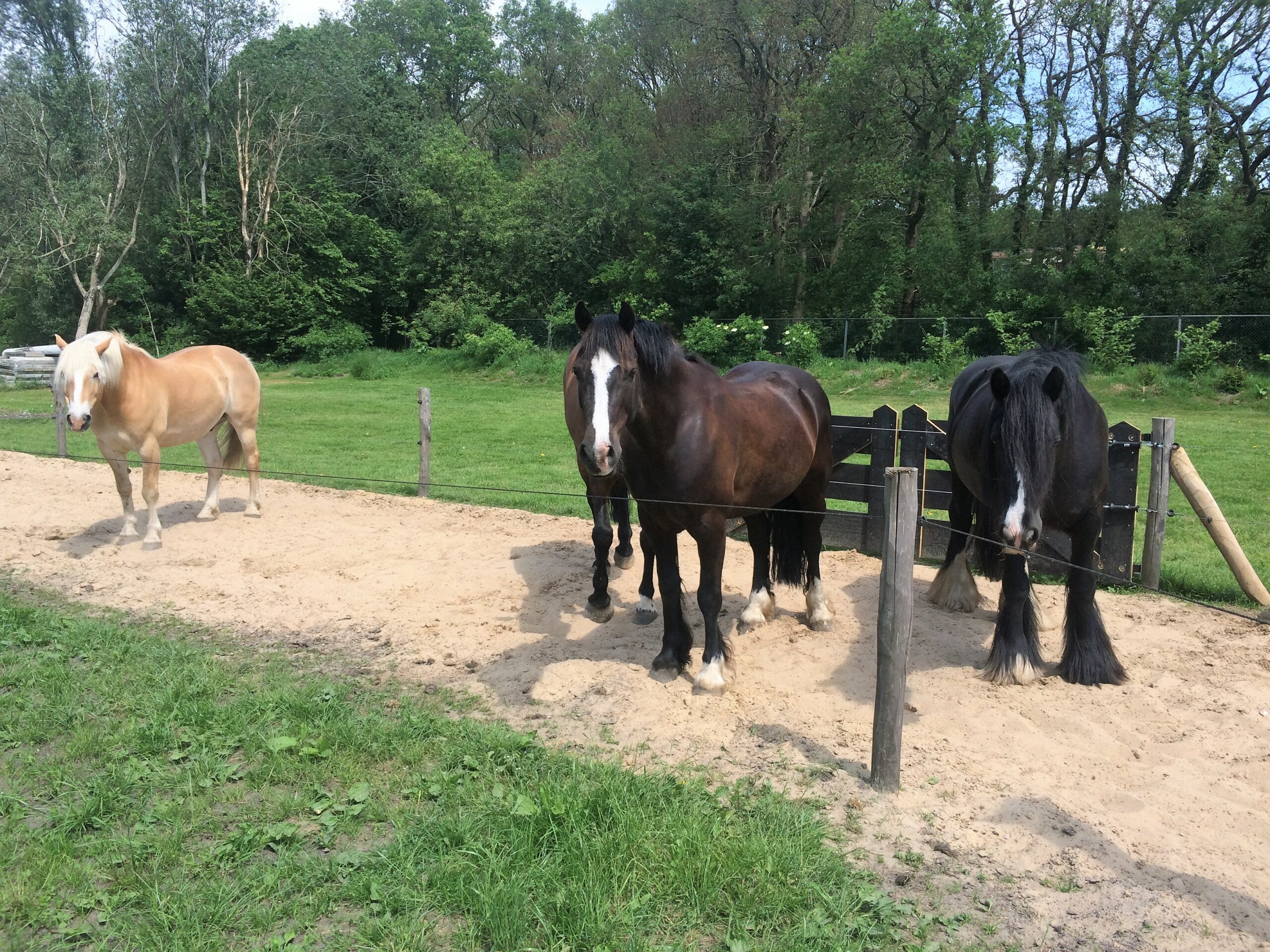 paarden in track paarden in track