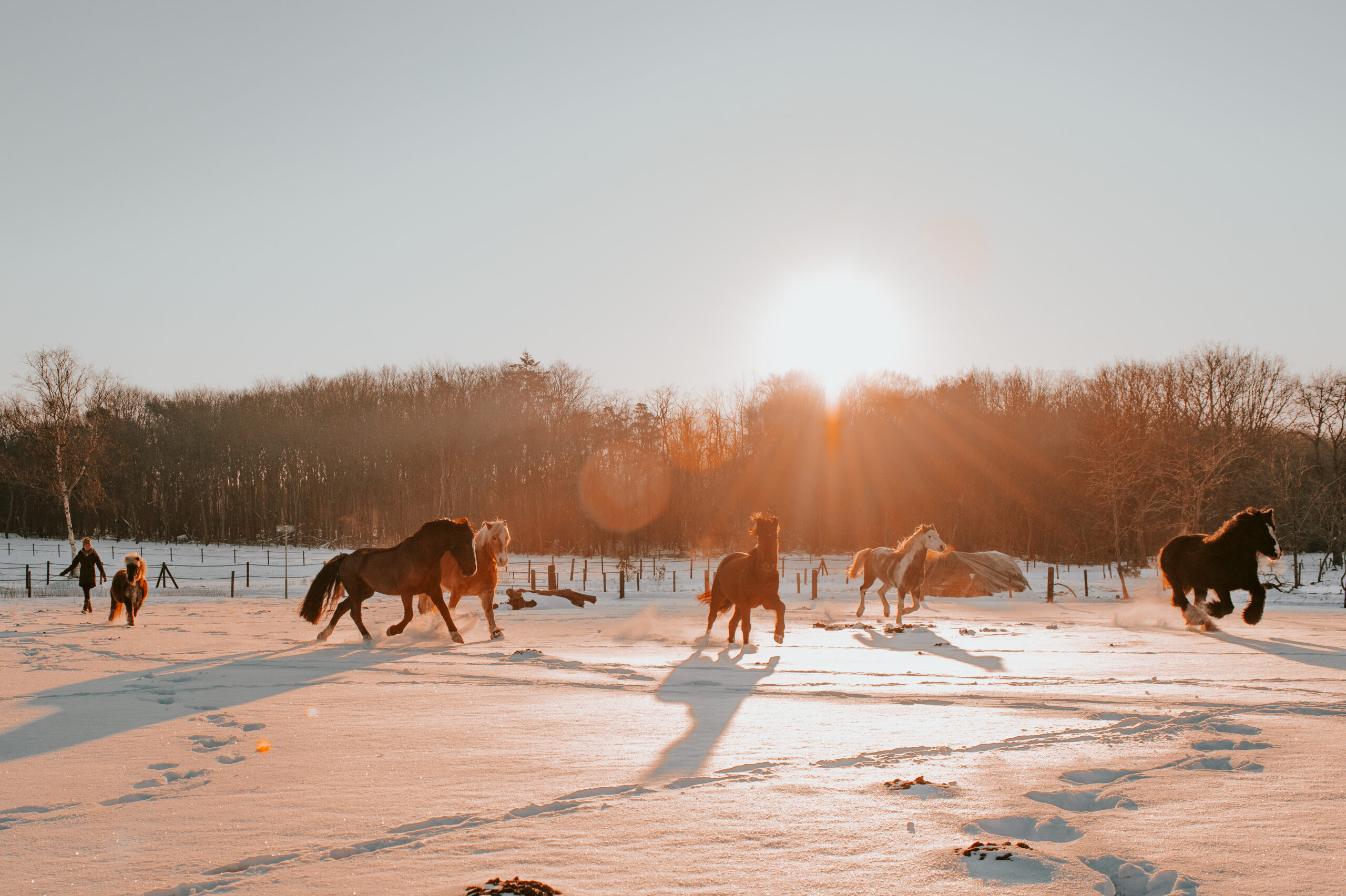paarden in de wei Vivre Fotografie